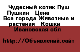 Чудесный котик Пуш-Пушкин › Цена ­ 1 200 - Все города Животные и растения » Кошки   . Ивановская обл.